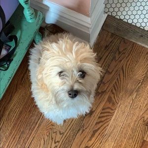 Meet your Posher, Lily